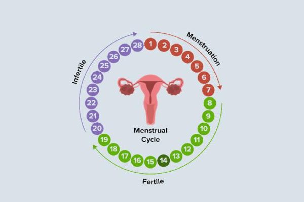 Menstrual-Cycle Menstrual-Cycle