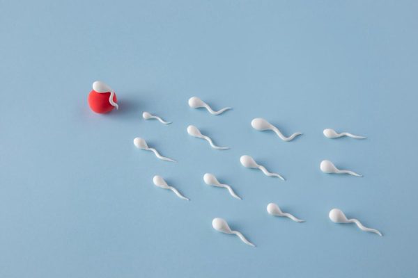 high-angle-still-life-fertility-concept high-angle-still-life-fertility-concept