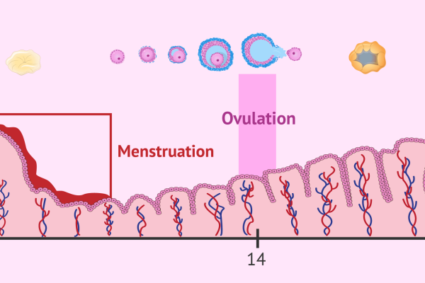 menstruation-ovulation-endometrium menstruation-ovulation-endometrium